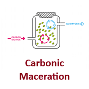 View Carbonic Maceration Coffees and Info