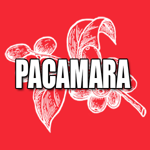 View Pacamara Coffees and Info