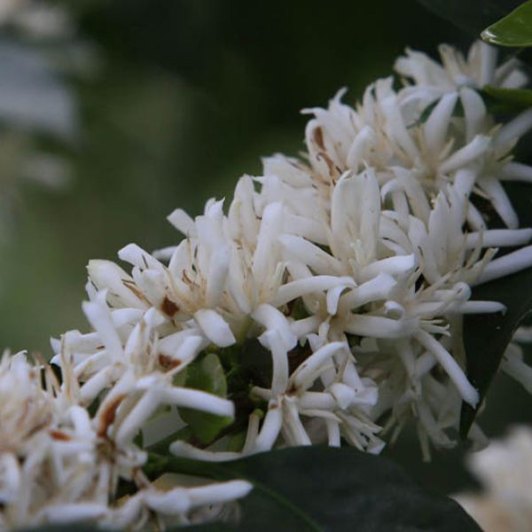 Colombia Inza - Vereda San Antonio