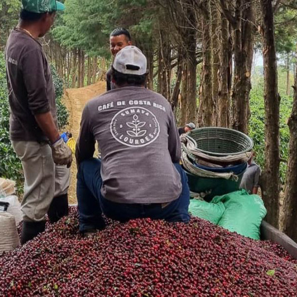 Costa Rica West Valley - Sumava Milenio