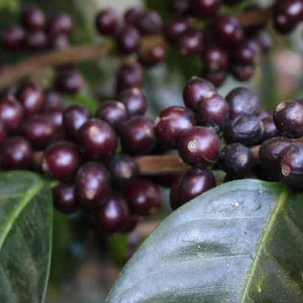 El Salvador Ahuachapan - Miravalles Castillo