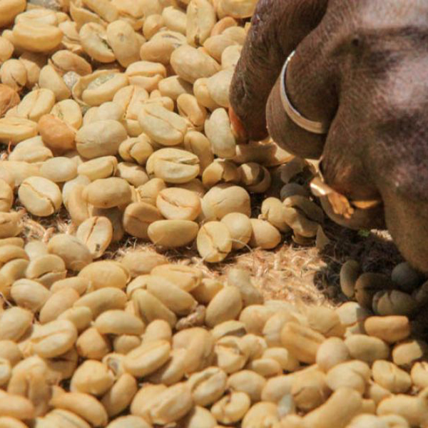 Ethiopia Gera - Nano Challa