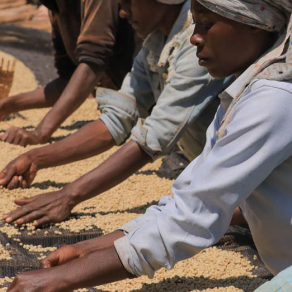 Ethiopia Guji - Gerba Hechere