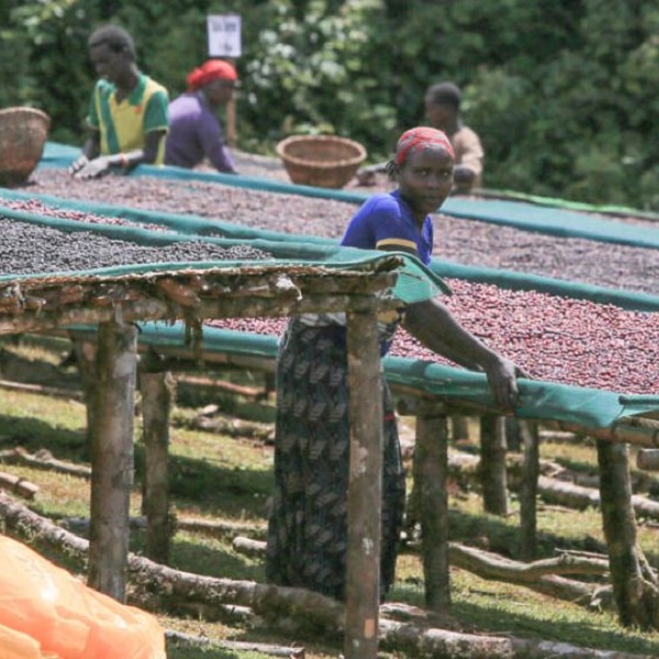 Ethiopia Guji - Godina Decaf