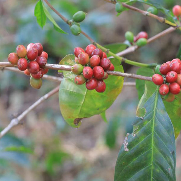 Ethiopia Guji - Kayon Mountain