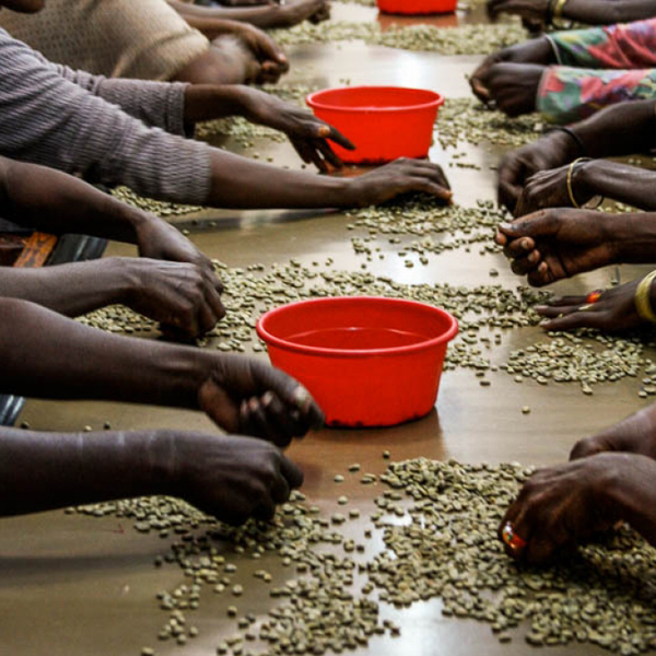 Ethiopia Yirgacheffe - Baraka Buna