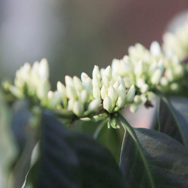 Kenya Nyeri - Kirinyaga Kii Peaberry