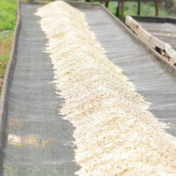 Kenya Nyeri - Muranga Kangunu Peaberry